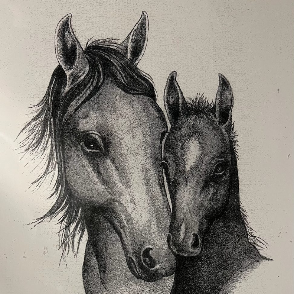 J Starrs Equine Camp